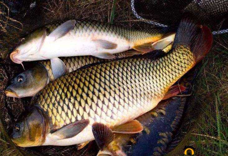 会鲤鱼吸水怎么练：方法技巧介绍