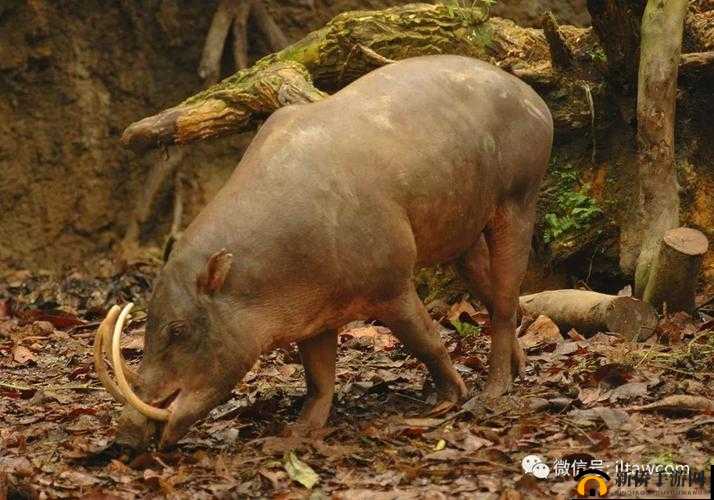 人马畜禽 CORPORATION 猪巴西：探寻动物世界的奇妙之旅