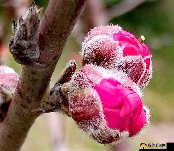 含苞欲放的桃花那是春天的嘴唇吧：春之吻痕