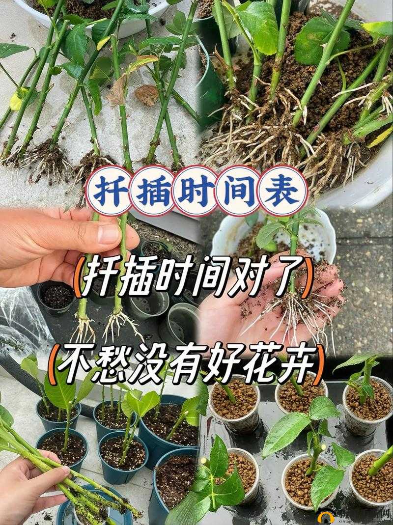 扦插过程视频全记录