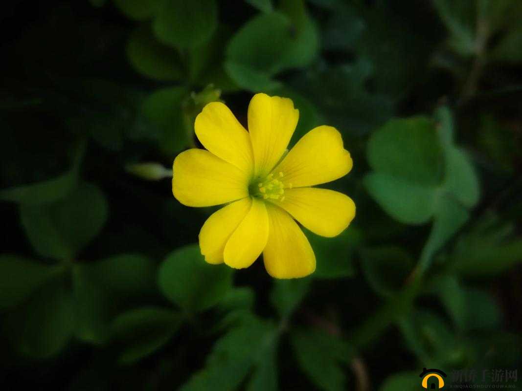 三叶草 gw1155：独特的植物品种