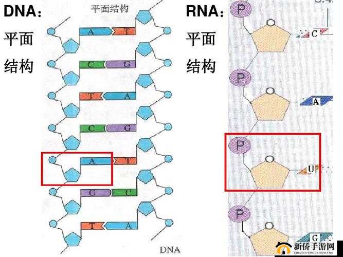 RNA 这种大分子的奥秘