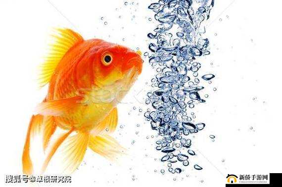 神奇锦鲤吸水新姿势展现独特魅力