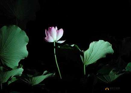 女人 50 岁：半夜莲花还开吗？