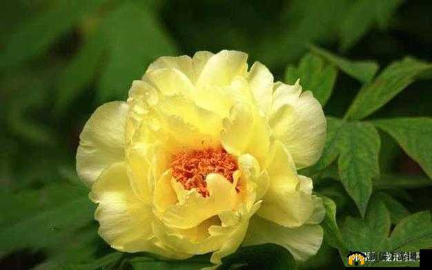 鐔熷囨XXX：獨具魅力的存在