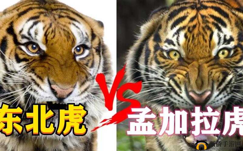 涓滃寳 48 宀佽侀樋濮ㄥ彨鐨勬病璋佷簡鍚 解读