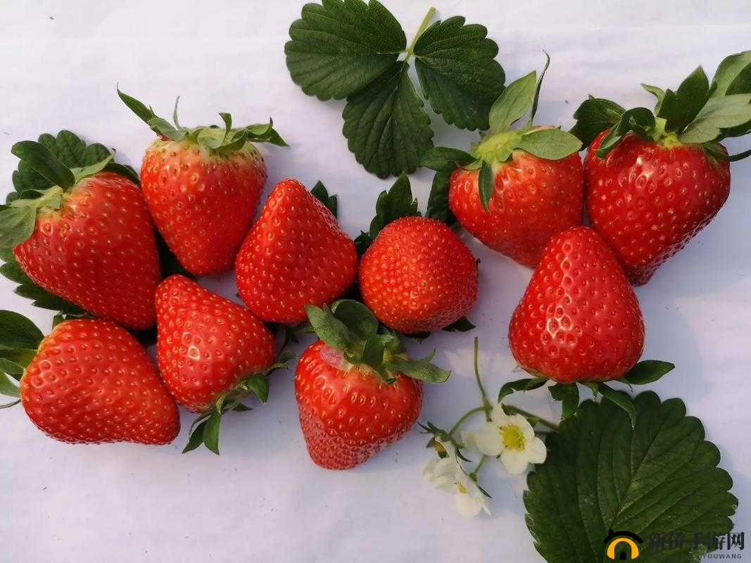 鑽夎帗涓濈摐鑺涔愰腑鑴之分析