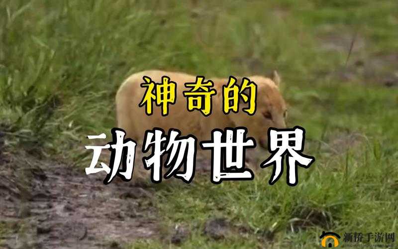 缇庡浗Zoom鍔ㄧ墿鍥：神奇的动物世界