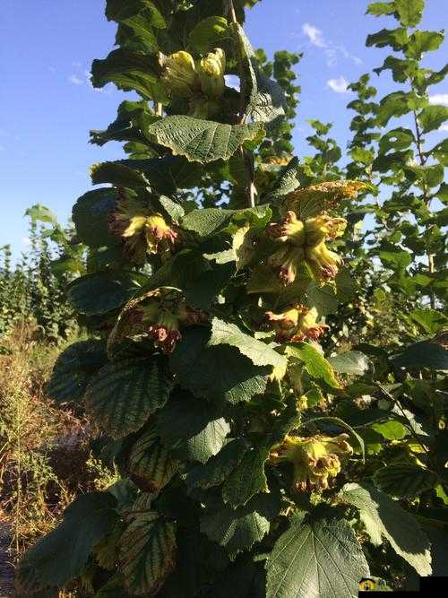 钀濆崪鍙堝彨榛 9 路 18：相关介绍