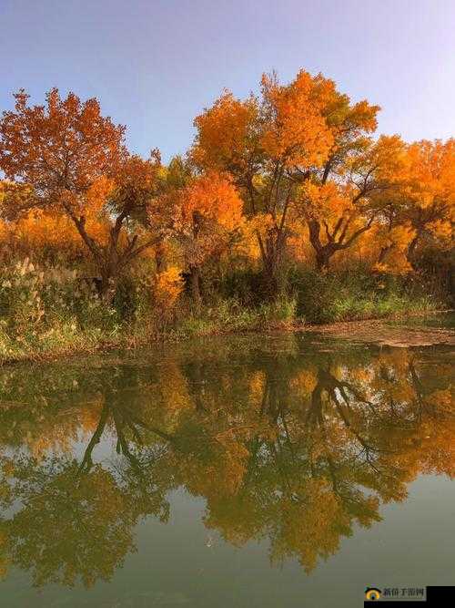 9x9x9x9x 浠绘剰妲 2023 杩涘彛 解读与分析