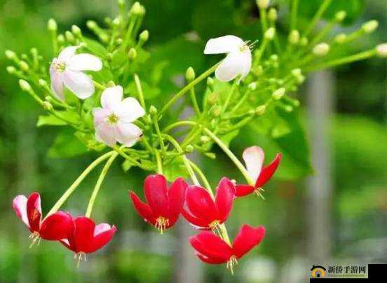 瀚栧撳ぇ浜洪噾鍏堢敓之相关介绍