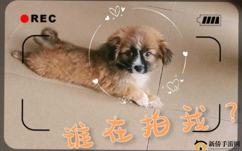 m 鍍忕嫍涓涓嬬埇琛：一场美丽的邂逅