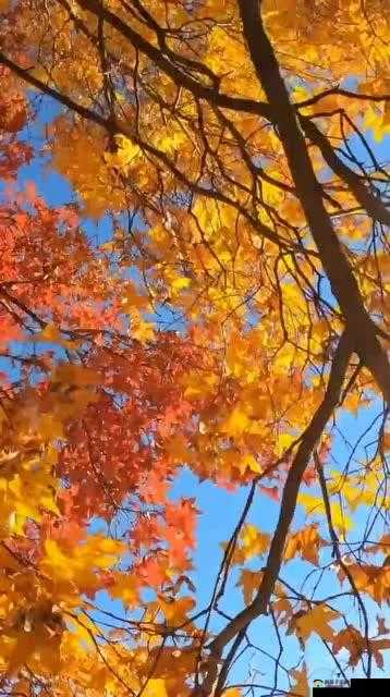 涓嬭偄鑵块儴鎶楂樺灚 s 鑵垮灚缈昏韩鍨 精彩内容呈现