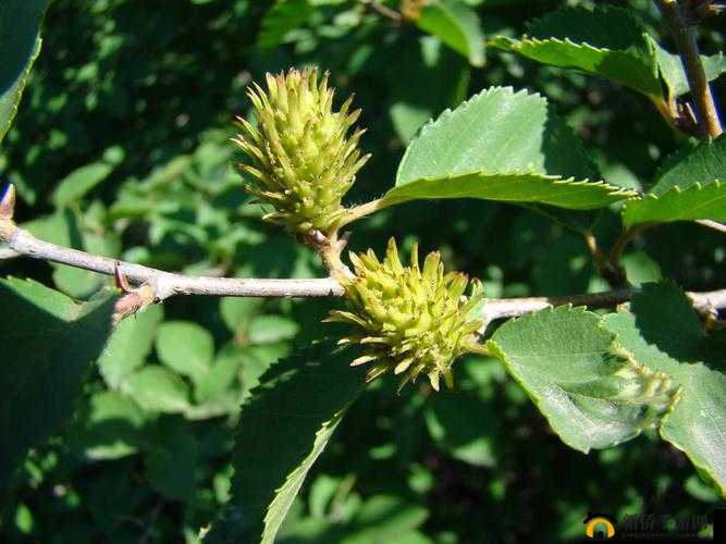 榛戞枡缃戜粖鏃ラ粦鏂：相关内容介绍