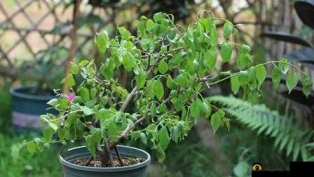 涓嬮潰鐥掍簡鐢ㄩ粍鐡滆繕鏄鑼勫瓙濂：姝ｅ父濂界殑鎯呭喌