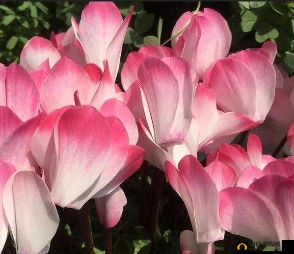 铚滆娊 tv 璺宠浆鎺ュ彛鐐瑰嚮杩涘叆鍏嶈垂- 绾㈣壊浜ら€氱殑鎰熸煋