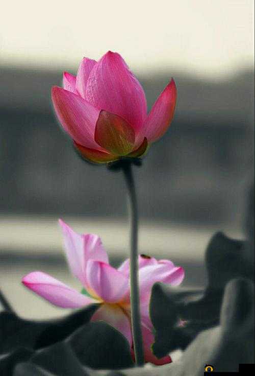 什么叫女人半夜莲花开：探寻其中奥秘