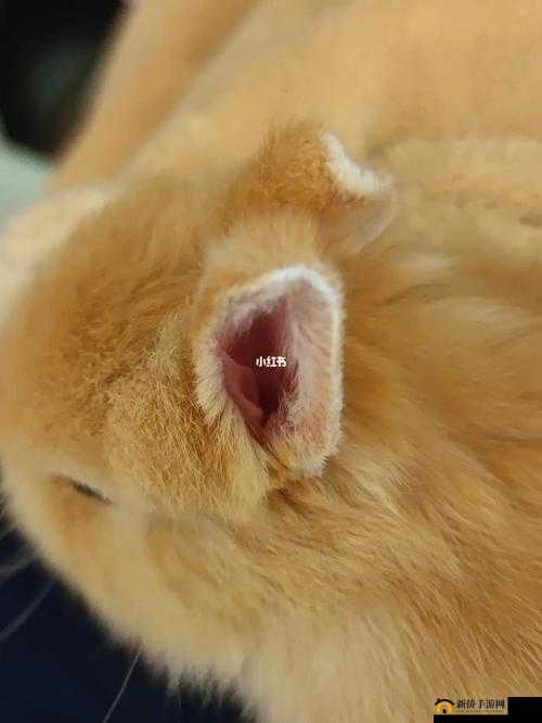 咬小兔兔是站着还是躺着：姿势解析