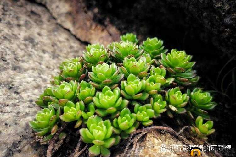 皇家共享小公主多肉：萌宠的奇妙世界