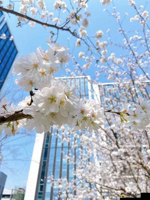 病勤楼栋 1-6 樱花：春日里的绚烂风景