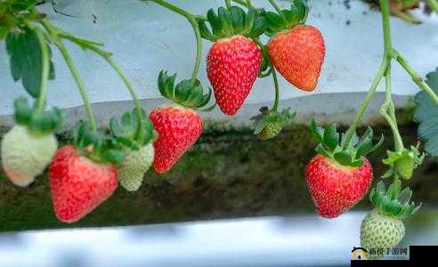 将草莓放在小洞里榨汁：独特的水果处理方式