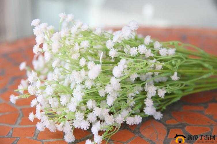 满天星 A 级意大利：花中贵族的璀璨魅力