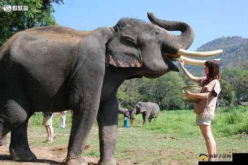 伊甸园 2023 年人口大象：揭示未来人口发展趋势