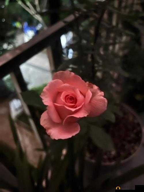 无人区玫瑰与夜色玫瑰的区别：特点解析