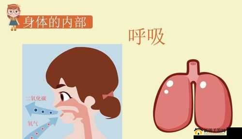 张开你的嘴巴吸进一些空气：健康呼吸的小秘诀