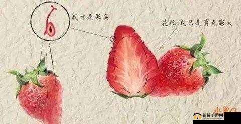 平常吃的草莓蚂蚁庄园相关知识介绍