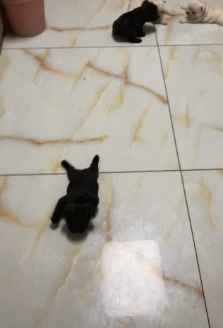 m 像狗一样爬行：一种特殊的运动方式