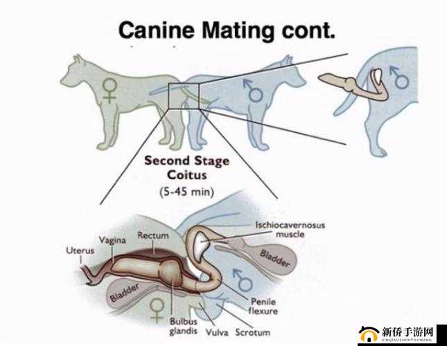 狗配人怎样配马配人呢：探索动物与人的特殊配种现象