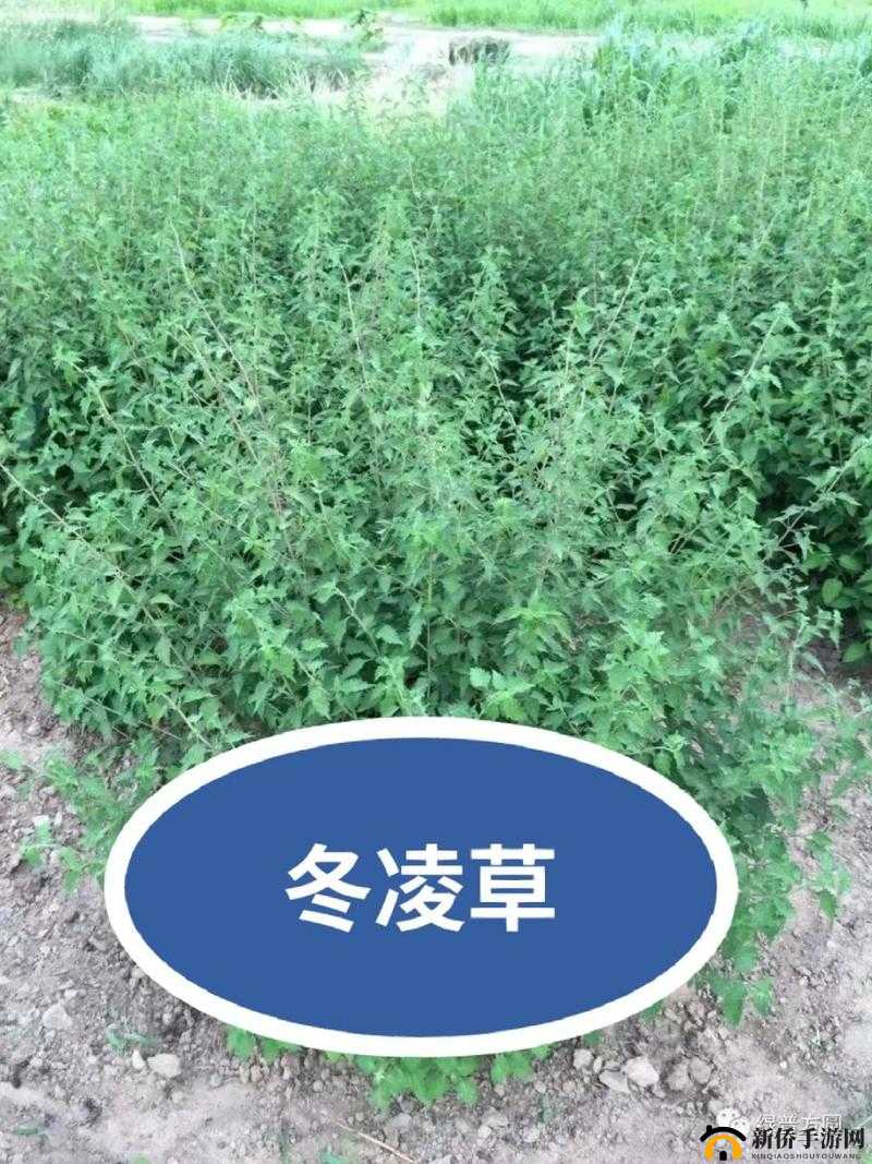 一号嫩叶草和二号嫩叶草的区别：特征与差异解析