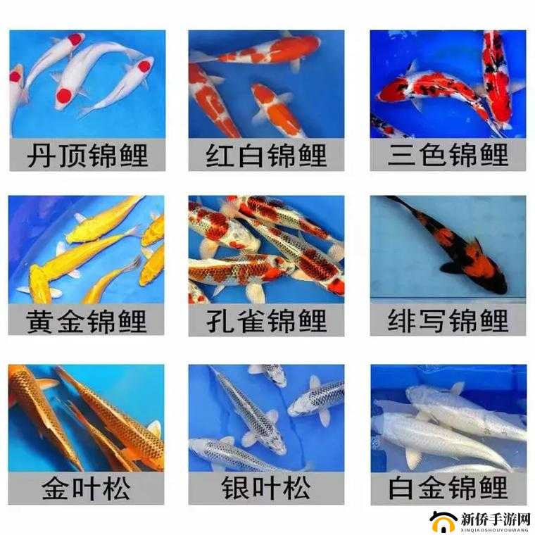 锦鲤吸水与夹什么区别：二者差异探讨