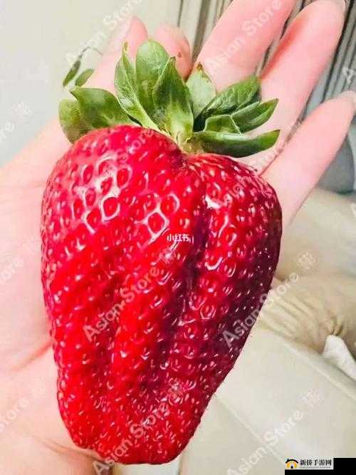 大草莓小草莓：奇妙的莓果世界