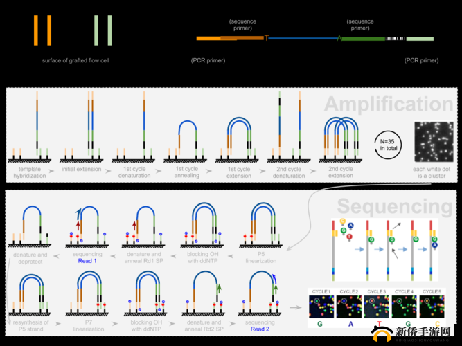 RNA 与 cDNA 杂交：探索基因奥秘的关键一步