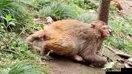 二人生猴子全程不盖被子黄：禁忌之爱