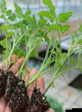 番茄黄瓜丝瓜草莓秋葵大全之种植要点