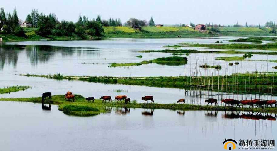 厨房春潮莲花坐顶的别样风情