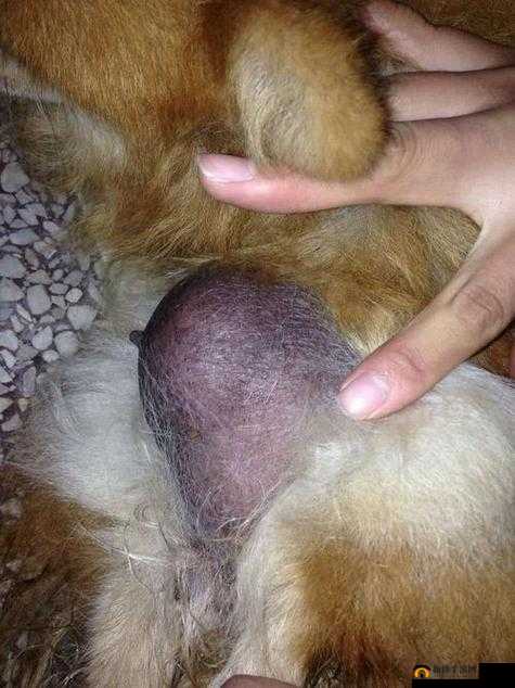 狗狗的东西又硬又烫怎么办：教你几招轻松应对