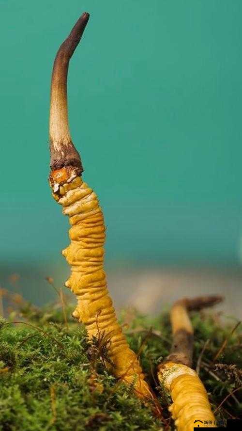 2024 嫩叶草隐藏路线探索及相关内容