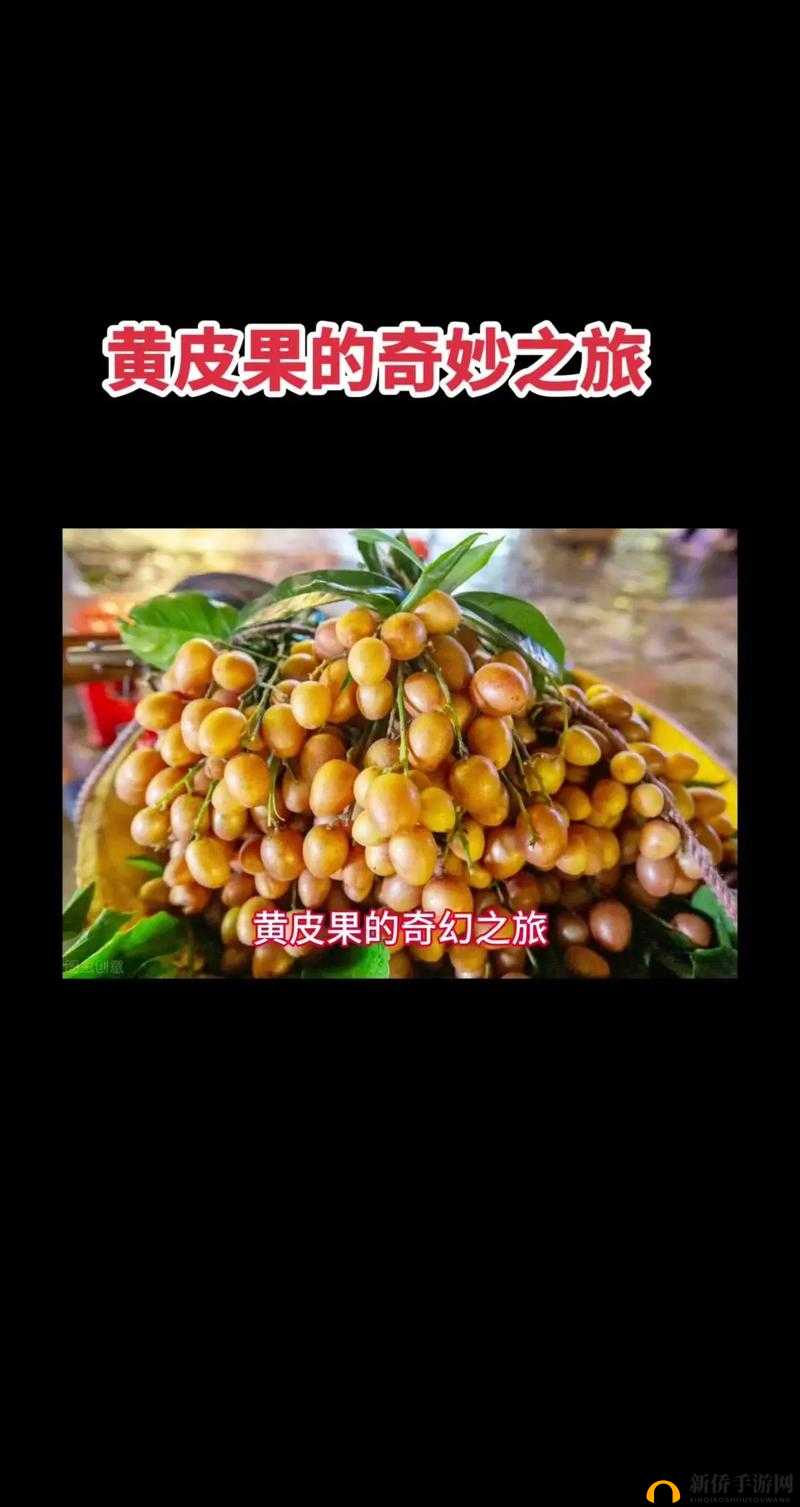 W.W.W 黄皮：探寻未知的神奇之旅