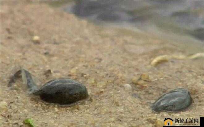 窝蝌蚪是一个释放蝌蚪的地方：你了解吗