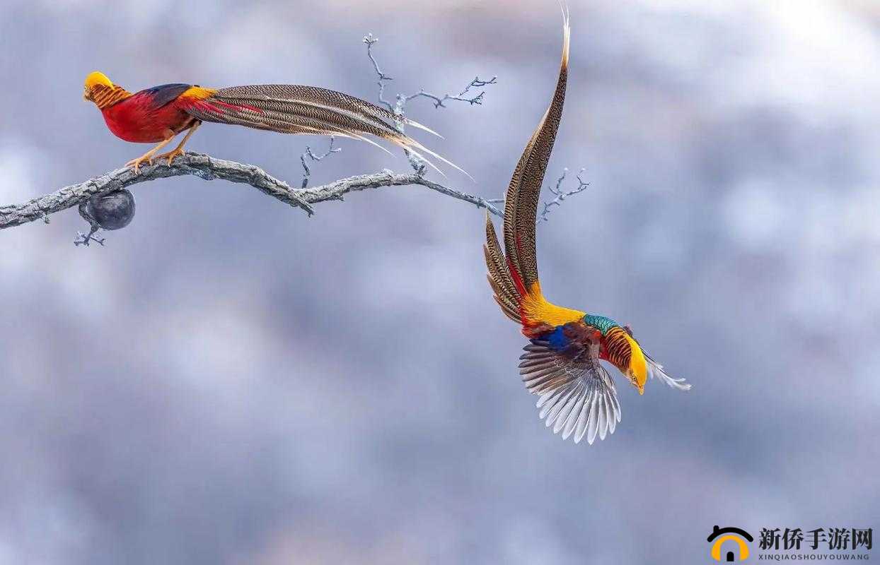 成品短视频：精彩瞬间不容错过