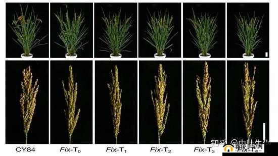 最新优势与好处：促进植物生长、繁殖效率高、遗传稳定性强