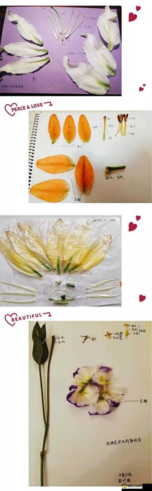 ：探索花穴插入的奥秘