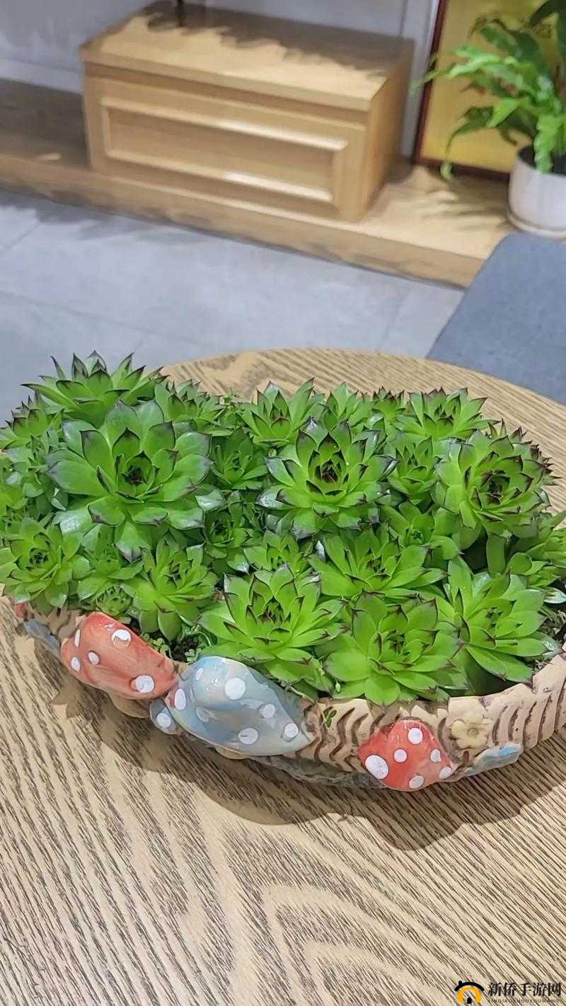 观音莲：净化空气的多肉植物