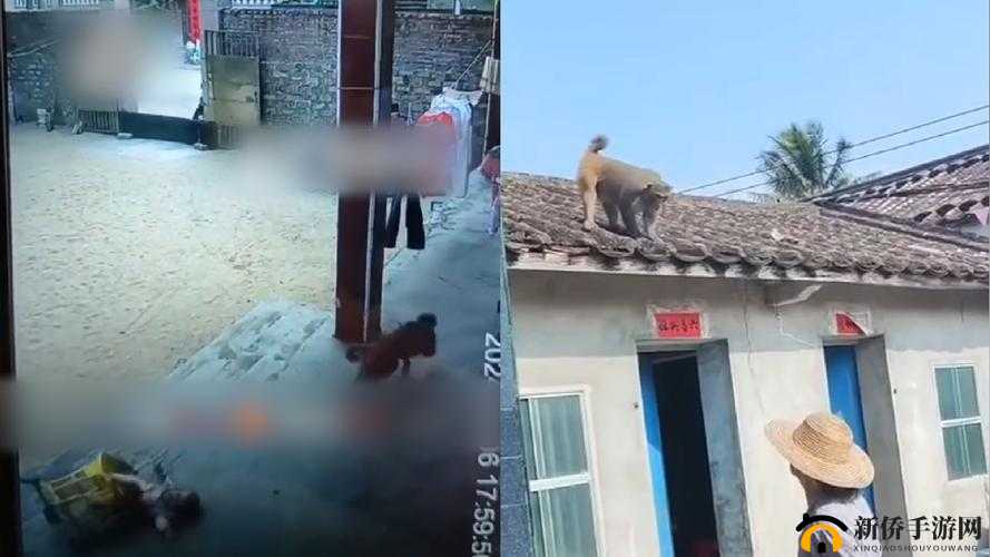 两人生猴子全程无被子可以吗：背后的秘密