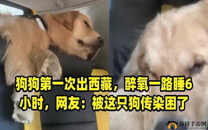 一人一狗卡住 6 小时要紧吗：后续来了