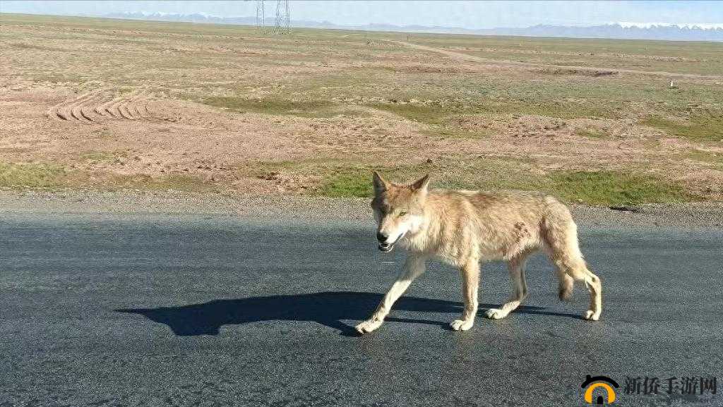 老狼在无人区表现究竟如何
